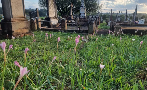 Photo: St Brigid’s Garden